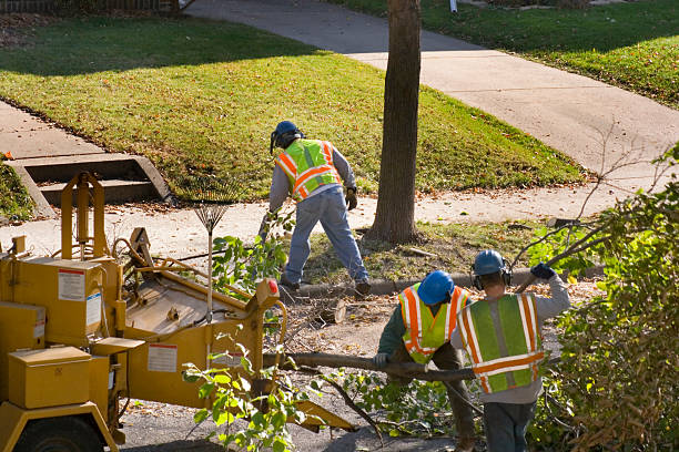 Best Leaf Removal  in Lake Cherokee, TX